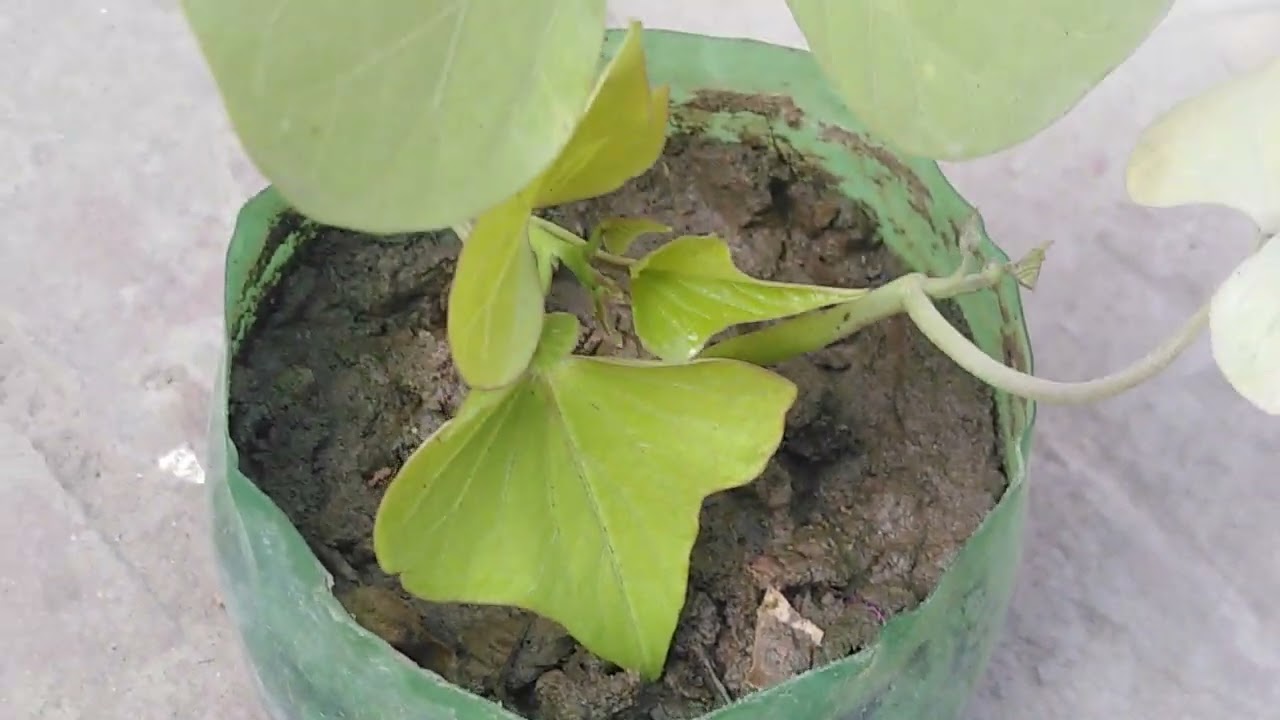 sweet potato cutting//sweet potato gift plant//mere plants