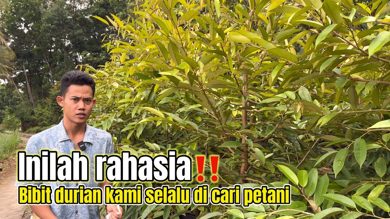 Bibit durian jumbo ukuran 2 meter up harga murah