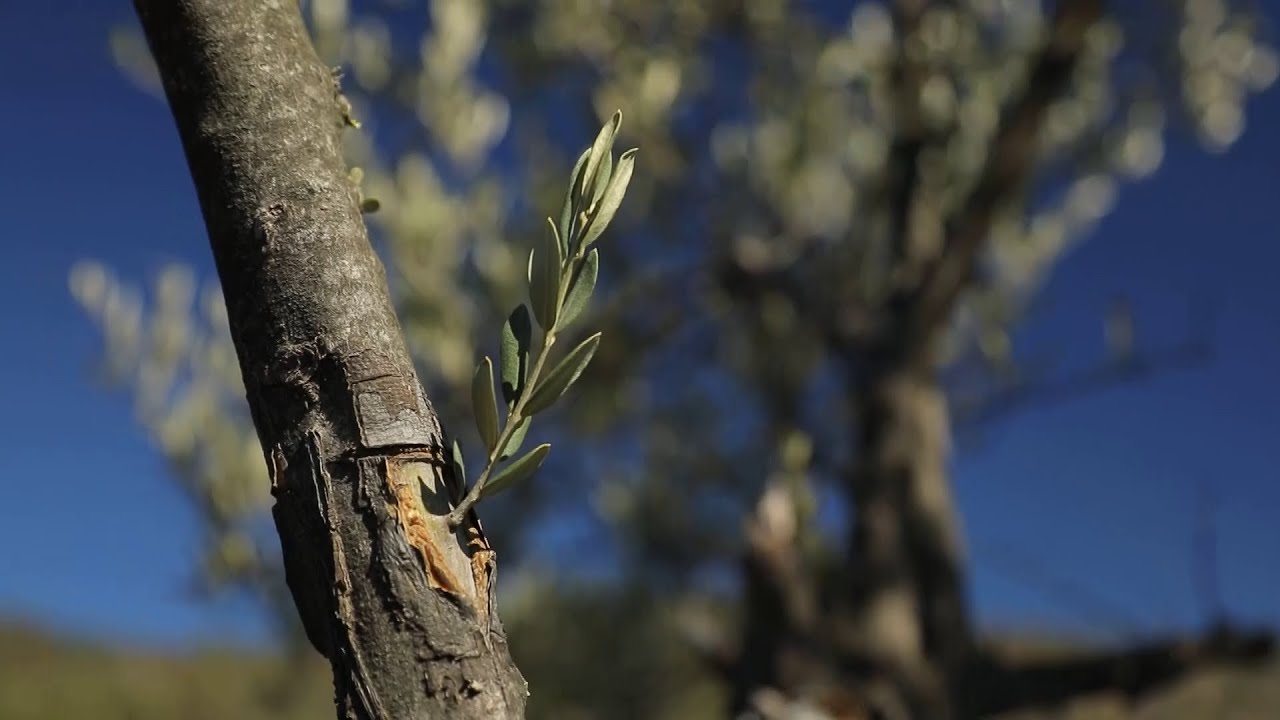Binlerce Delice Cinsi Yabani Zeytin Ağacını Aşılayarak Ekonomiye Kazandırıyoruz