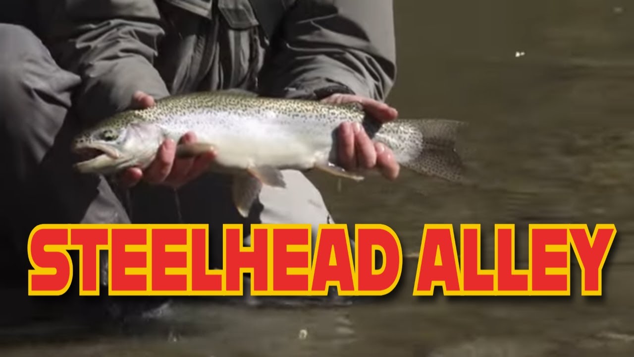 Steelhead Alley - Ohio