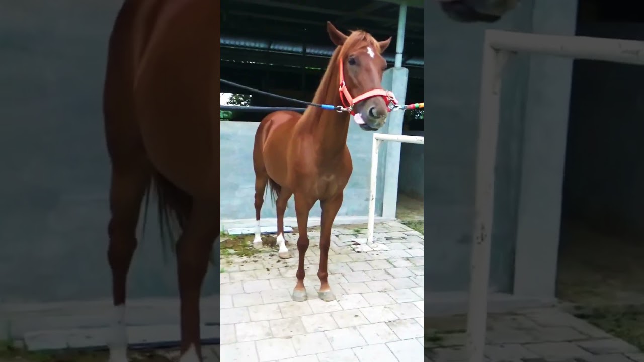 The Legend Jawara DD 🇲🇨 #horse #kudacikunir #animals #funny #horseriding #racinghorse #kuda #art