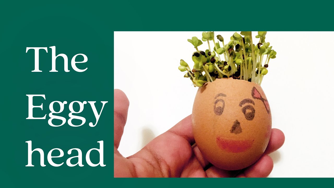 Eggy head | Growing mustard seeds in egg shell | DIY eggy head