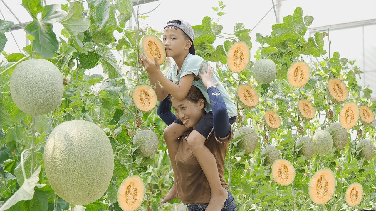 Harvesting DUALUOI (Taiwanese cantaloupe) Go to the market to sell - Lý Thị Hoa