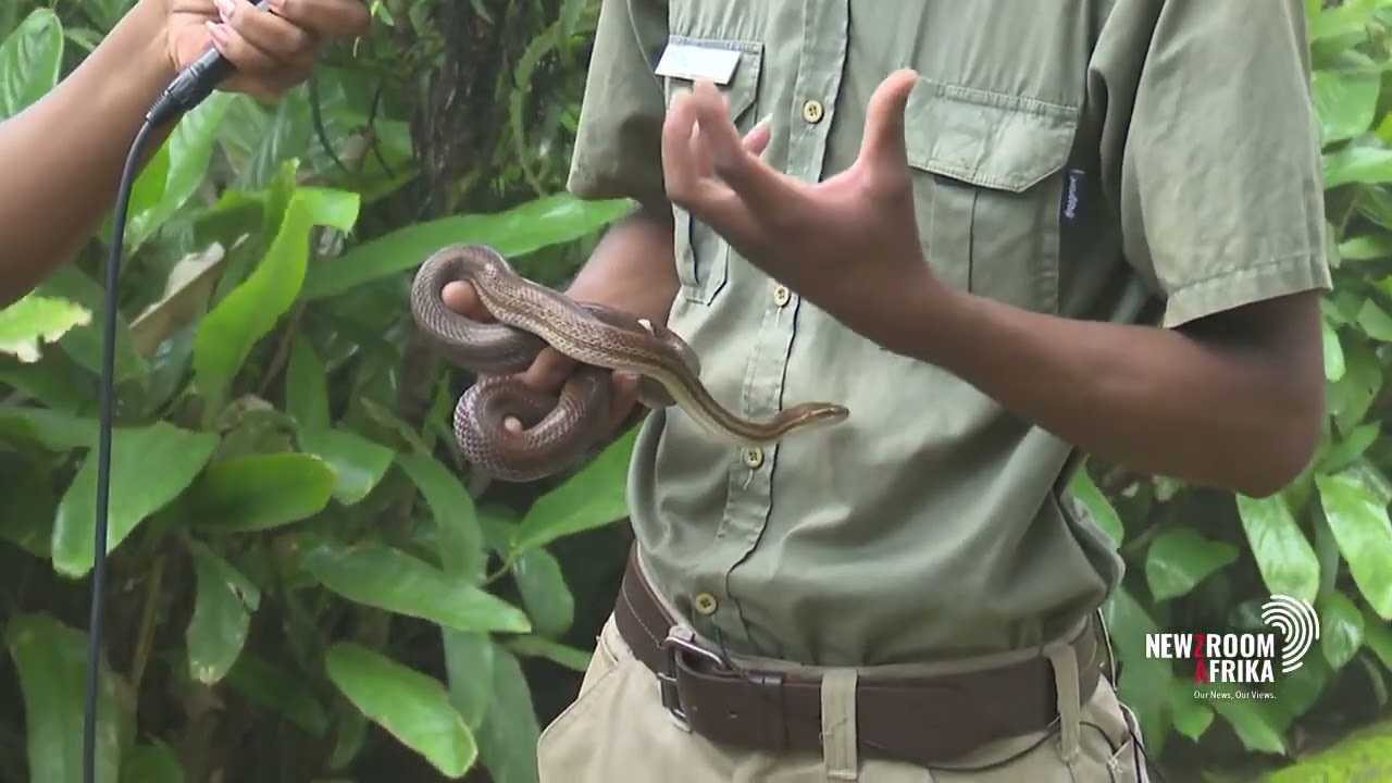 Pietermaritzburg faces increased snake activity