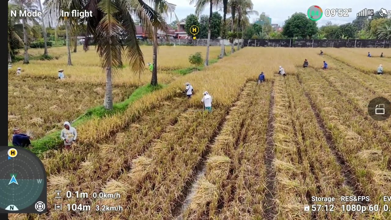 Dji Neo + Rc N3 blusukan petani lagi panen