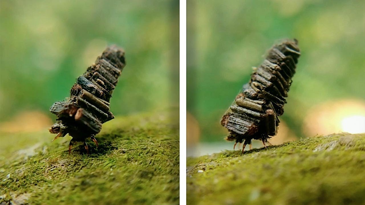 Tiny Caterpillar Carries Pile Of Wood On Its Back // Miniature Wildlife