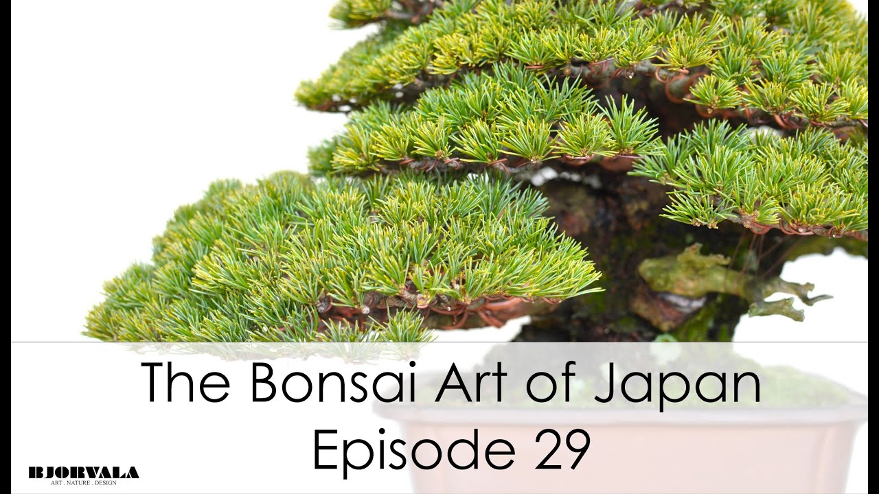 The Bonsai Art of Japan - Episode 29