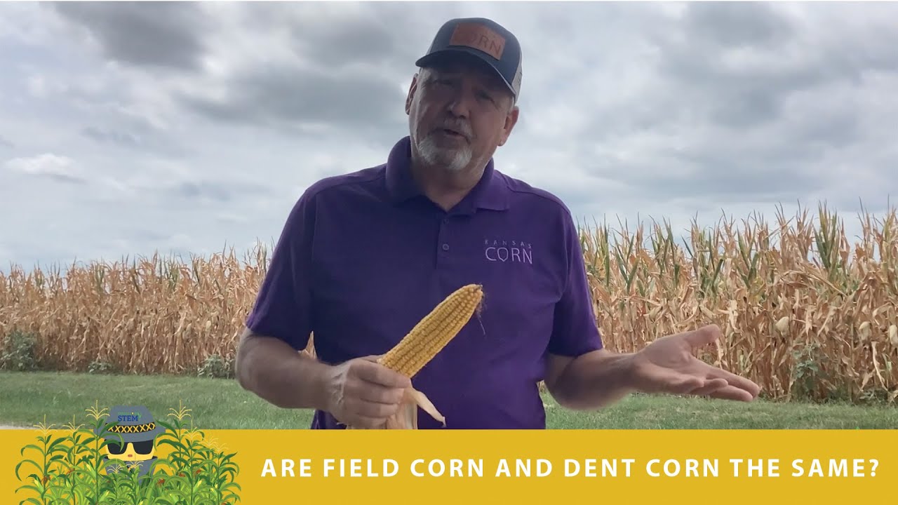 Agent X | Are Field Corn and Dent Corn the Same?