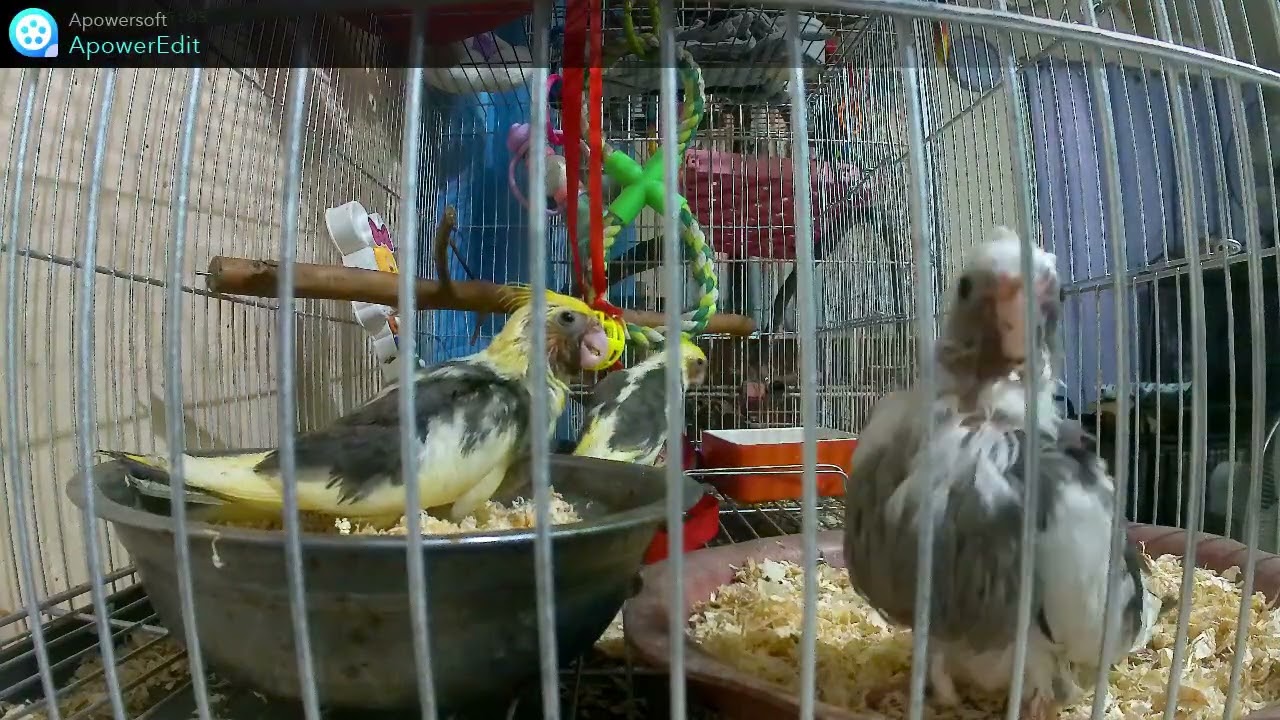 2　オカメインコのヒナが成長し飛ぶようになりました。＃オカメインコ、＃フィリピン移住、＃フィリピンペット生活