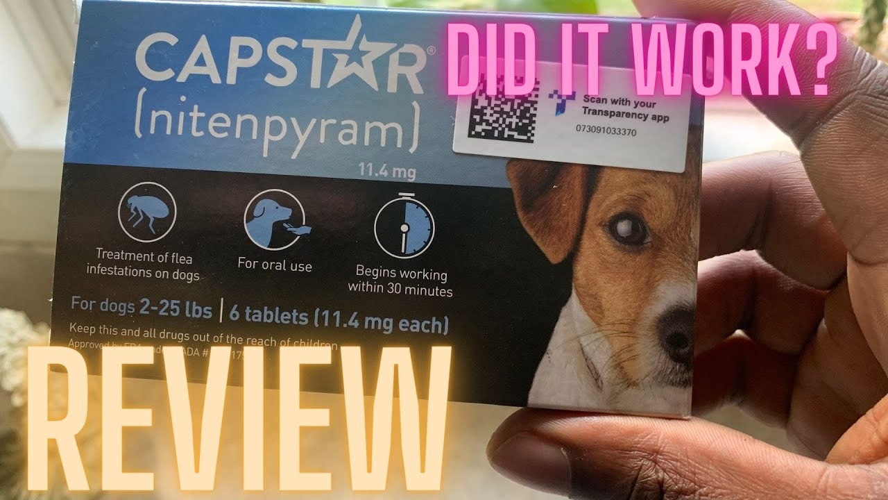 Capstar Flea and Tick Capsules Review: DID IT WORK?  #fleas #ticksremoval #louisiana