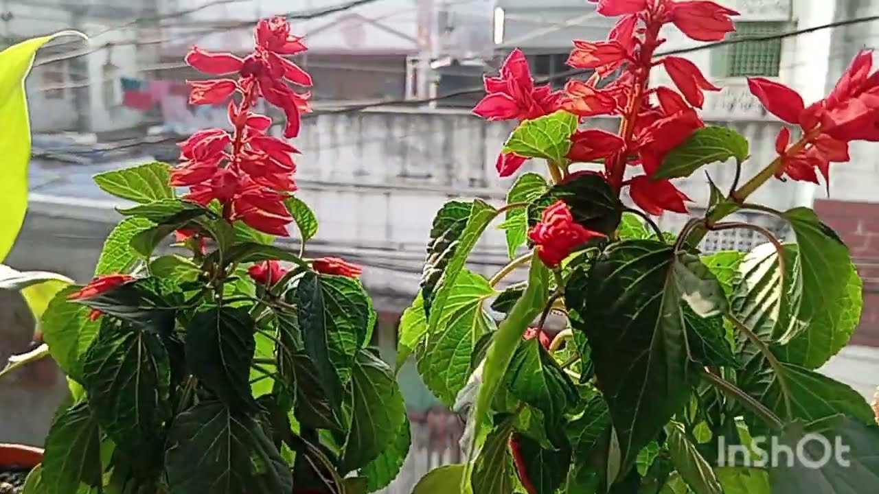 Mera garden 🏡🏡🏡🏡🌲🌲🌲🌲#flowers 🏡🏡🏡🏡#flowertypes 