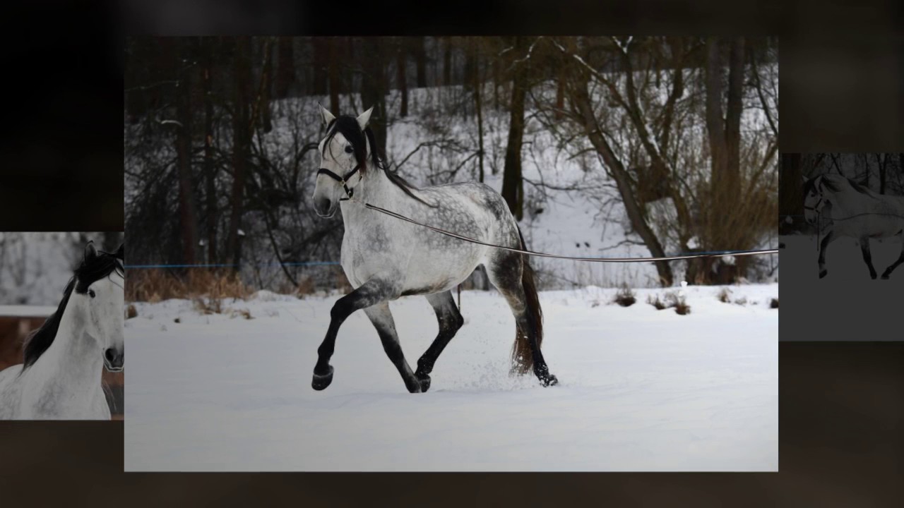 ANDALUSIAN HORSES FOR SALE - YEGUADA D IS PRESENTING TOP PRE CHAMPION STALLIONS