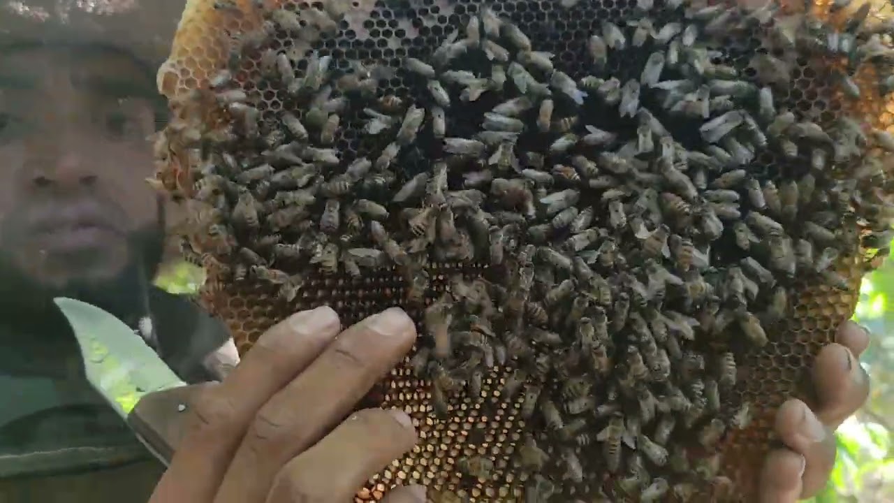 CÓMO capturar una colmena de abejas 🐝😱