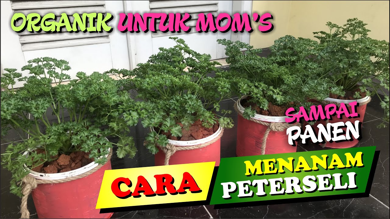 CARA MENANAM PETERSELI (PARSLEY) SECARA ORGANIK DI POT ‼ SAMPAI PANEN