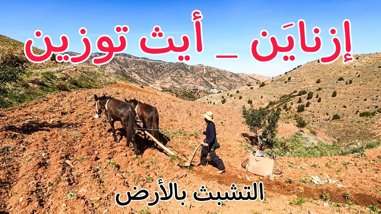 فلاح من أيث توزين يشق بمحراثه جبال الريف ويتشبث بموطنه رغم قساوة العيش/ إقليم دريوش