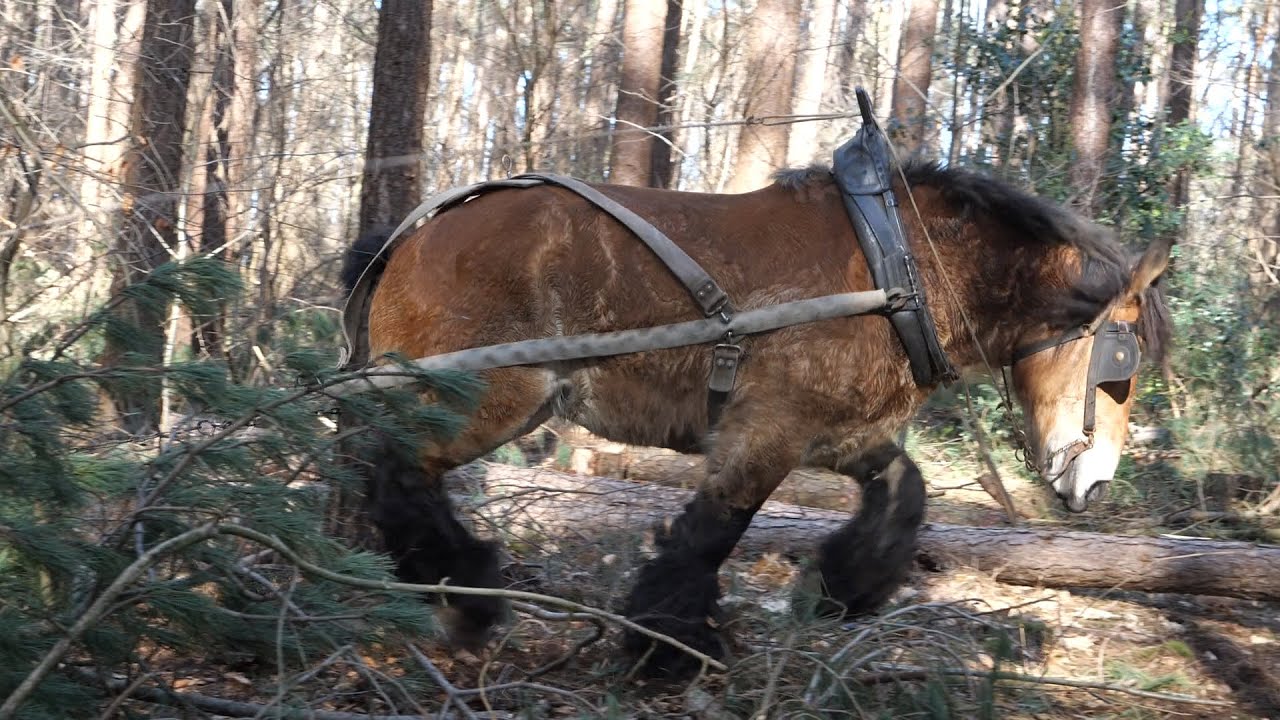 Horse logging: only the very best horses can perform this job