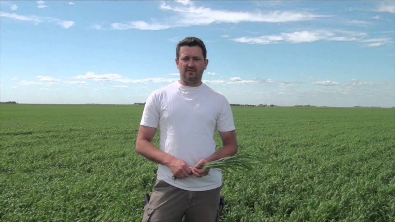 Wheat School: Top Dressing Nitrogen to Boost Protein