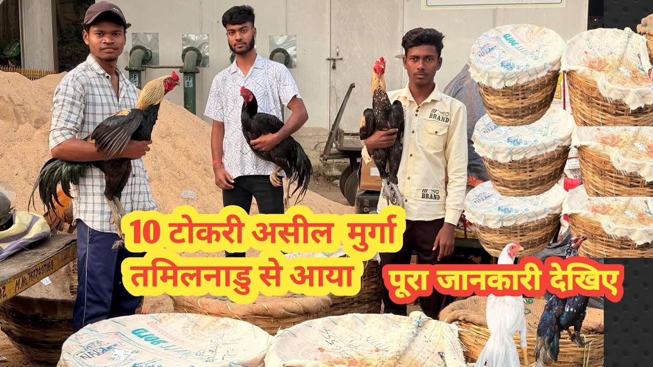 10 tokri aseel murga tamilnadu se aaya | Aap v maga sakte hai apna ghar, all over india🇮🇳 transport 