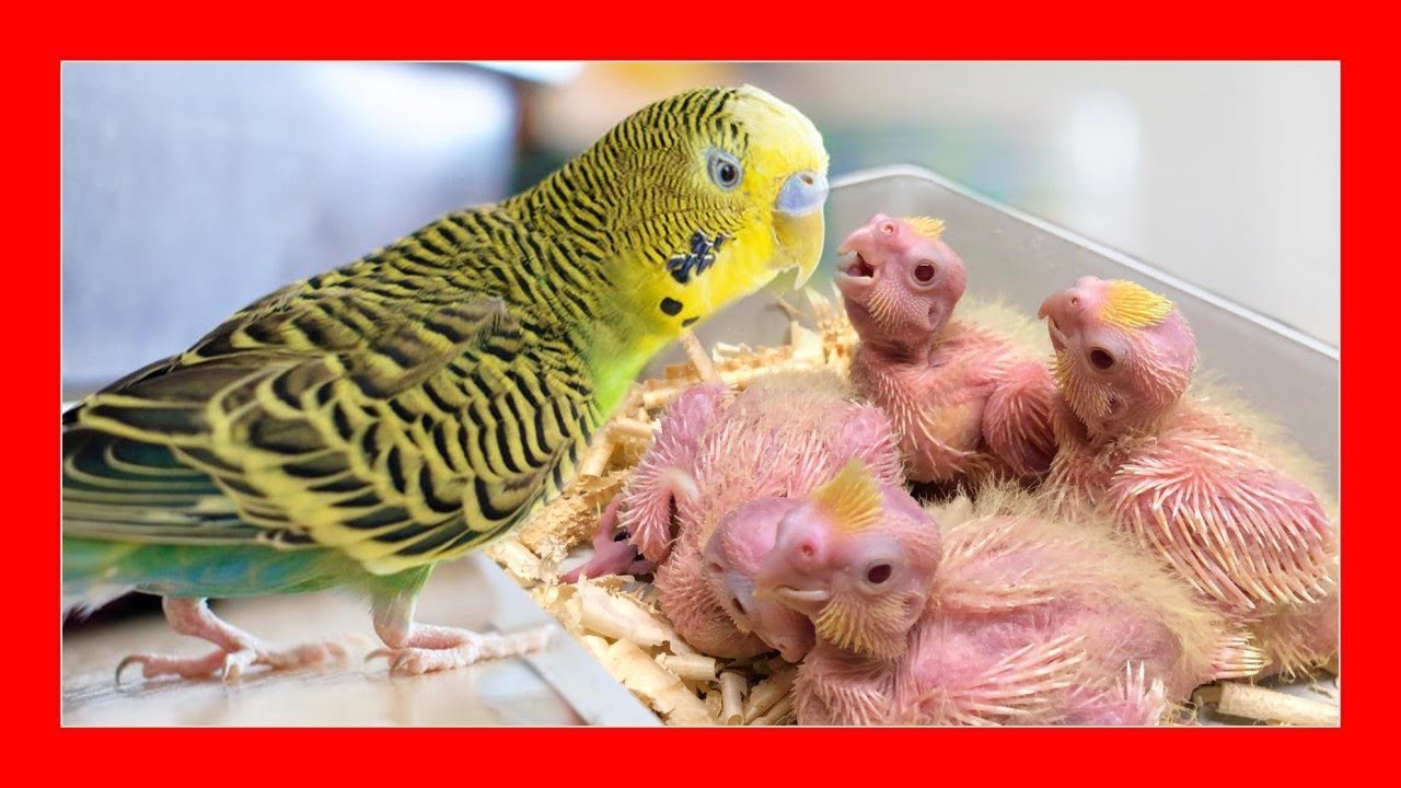 ✅ Попугай, кормящий нимф 😱 Попугай, выращивающий каролину?