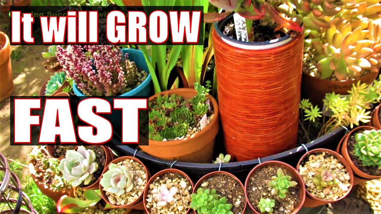 HOW AND WHEN TO WATER BABY SUCCULENTS