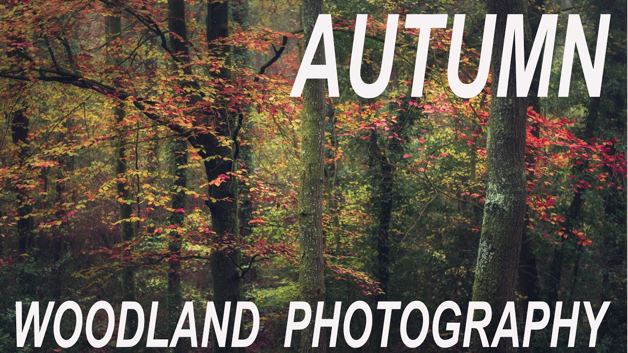 HOW TO SHOOT AUTUMN WOODLAND PHOTOGRAPHY  | LANDSCAPE PHOTOGRAPHY |