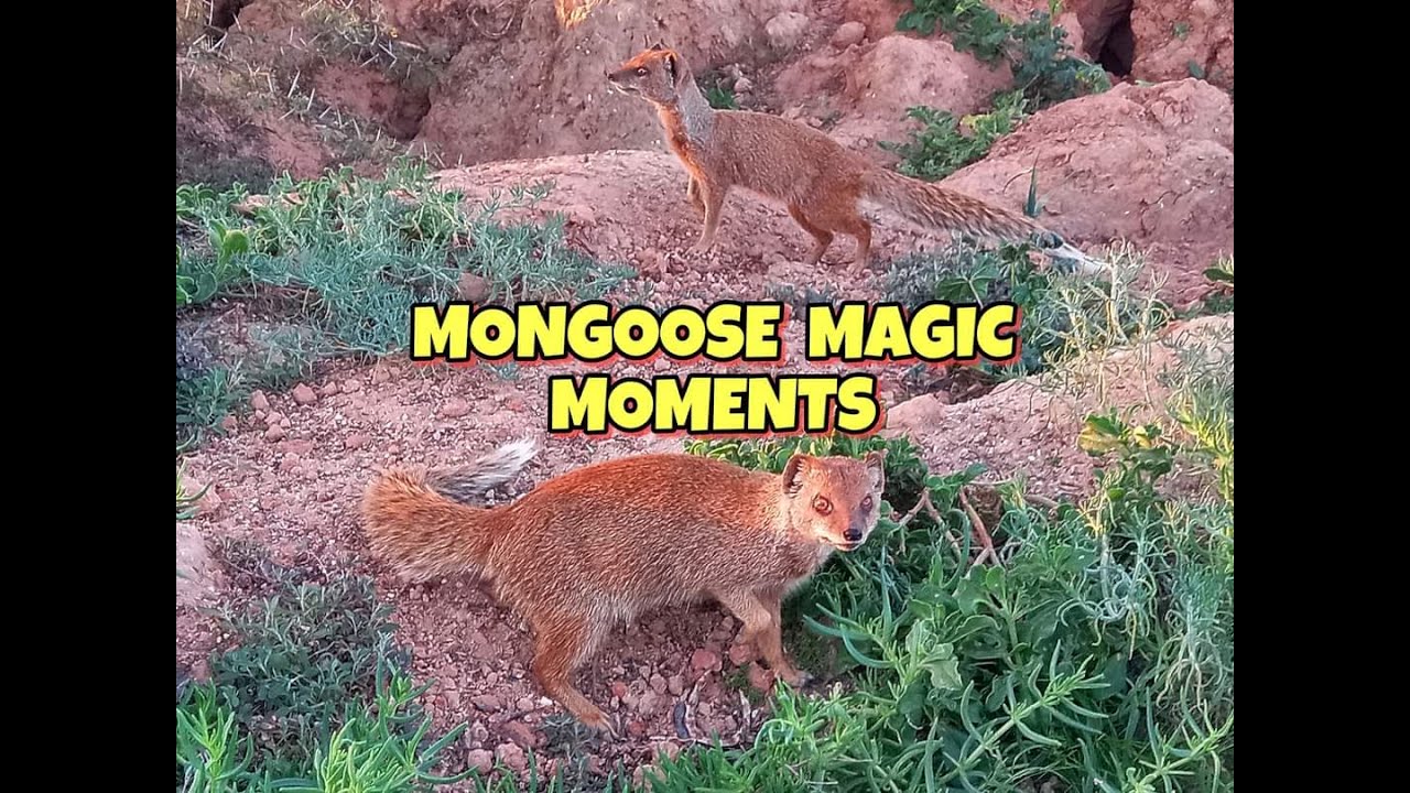 WILD BABY YELLOW MONGOOSES AT SUNSET☆ MONGOOSE MAGIC MOMENTS ☆ THE TSEBOKOLODI YELLOW MONGOOSES