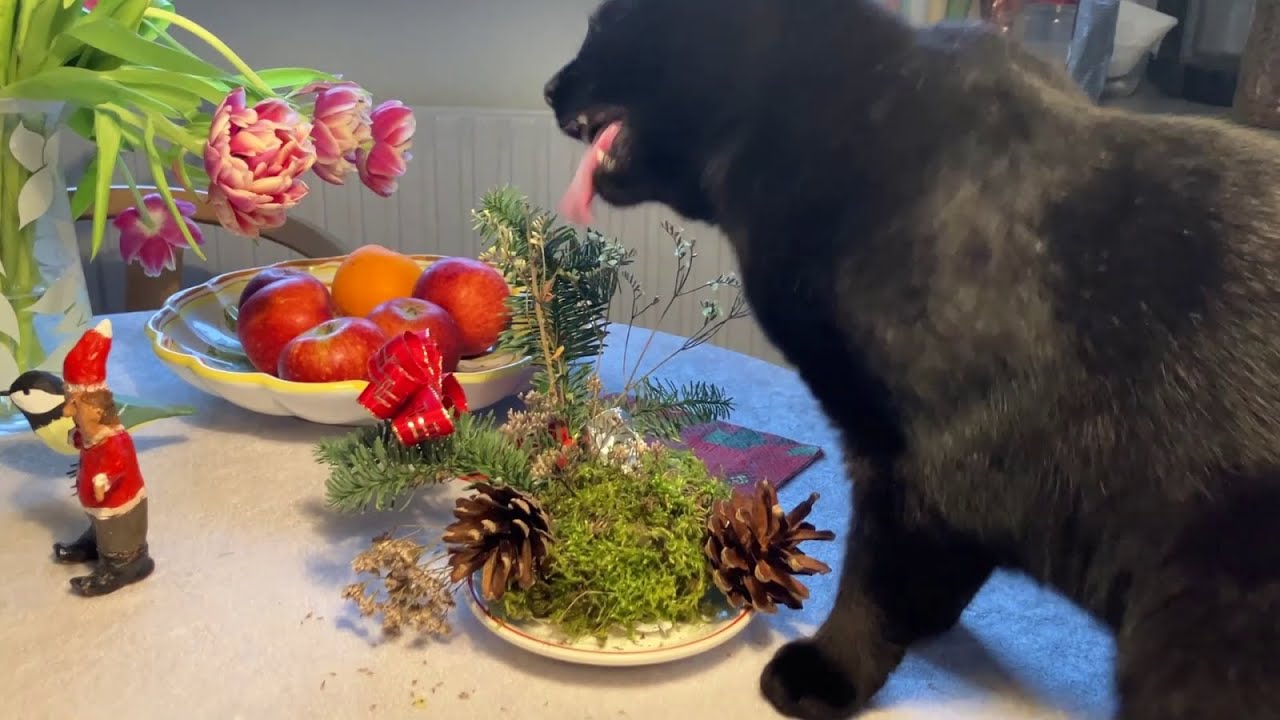 Sniffing and licking - black cat's strange December behaviour