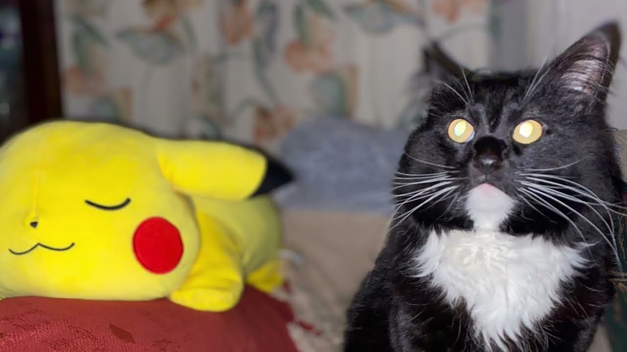 Twitch the rescue tuxedo longhaired cat! 