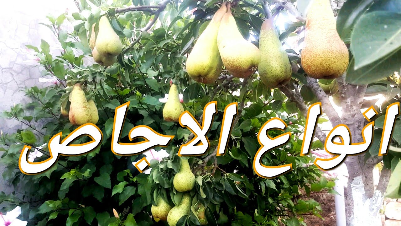 انواع فاكهة الاجاص Pear types of fruits