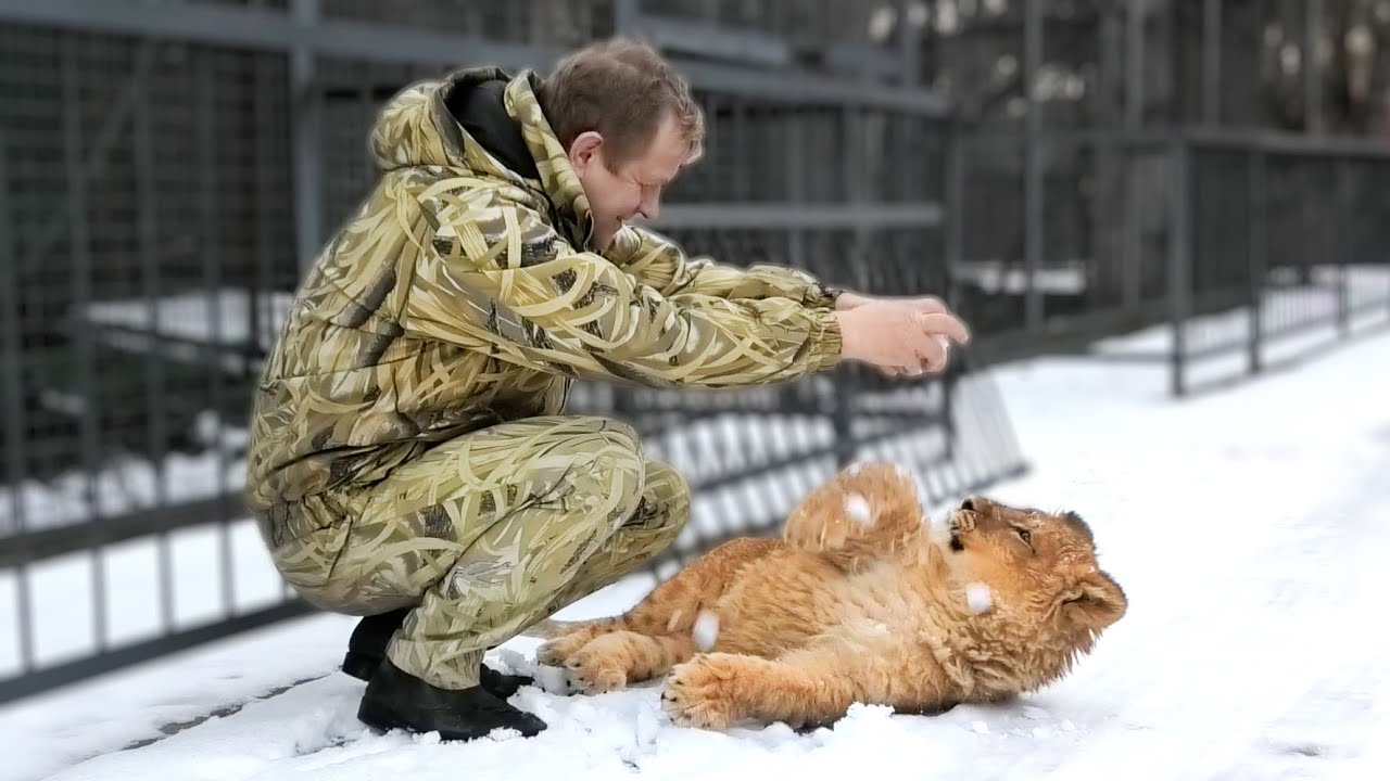 Львенок сам бежит по Тайгану! ПЕРВАЯ прогулка СИМБЫ по ПЕРВОМУ снегу в его жизни! Конец карантина!