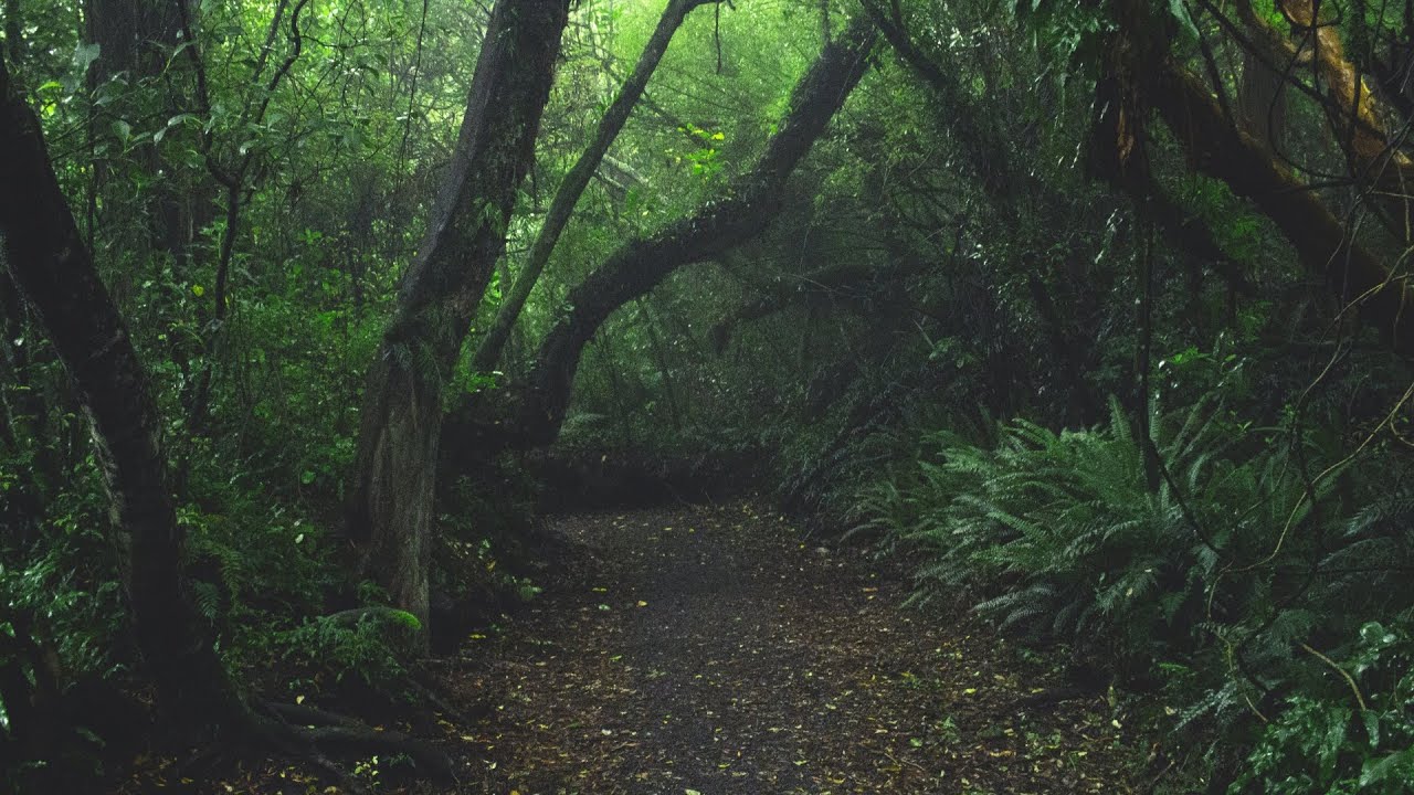 Relaxing Rainforest Jungle Ambience | High Quality Audio