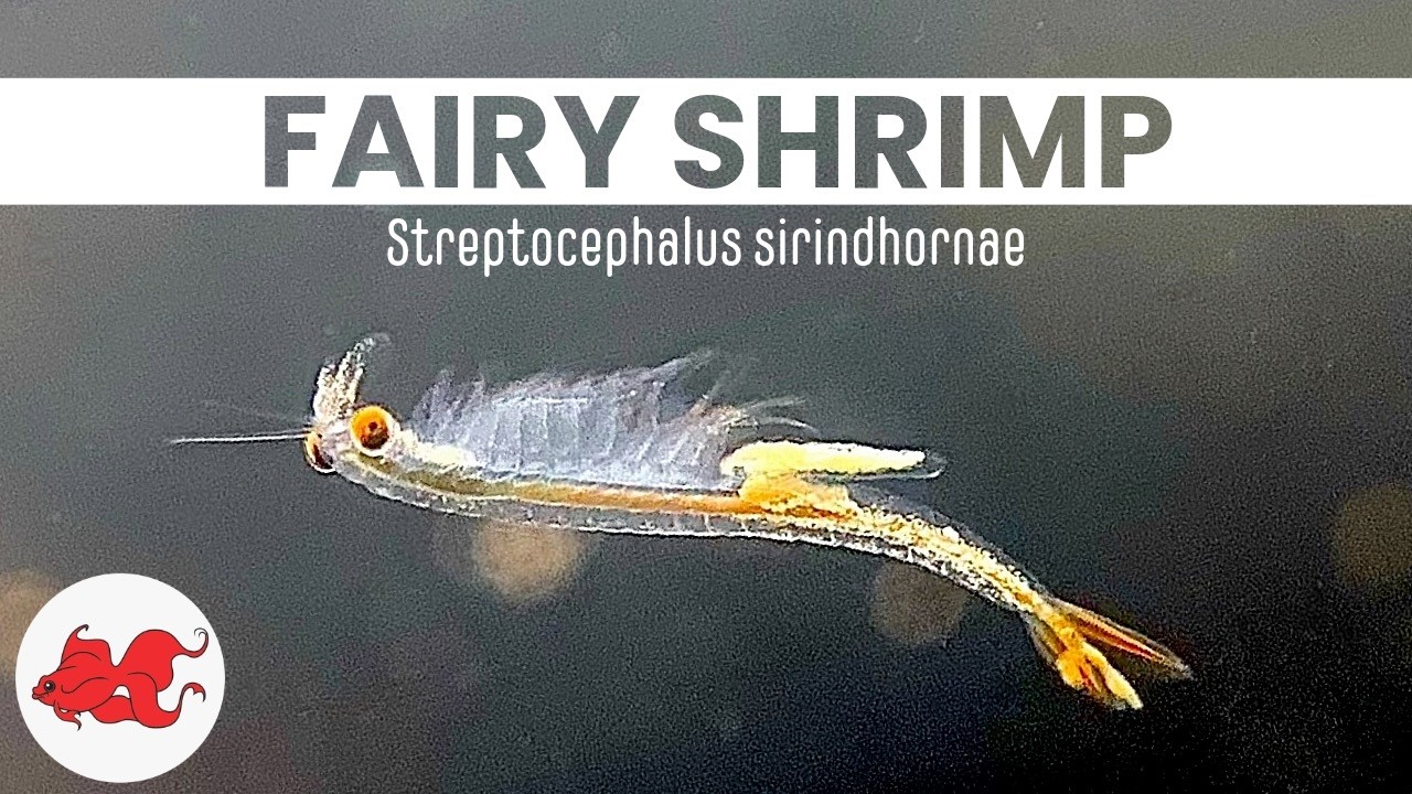 FAIRY SHRIMP Artemia d'eau douce?