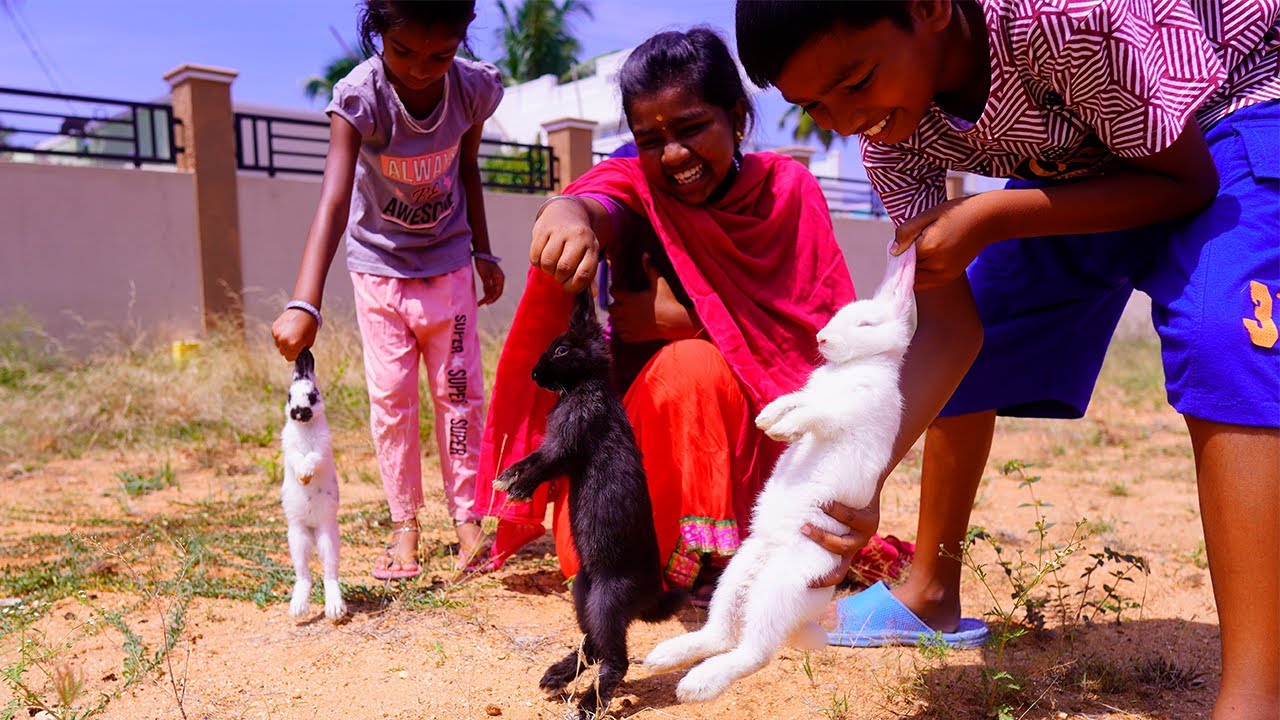 🐰முயல் திருடிட்டு வந்திட்டாங்க !! இனி என்ன ஆகப்போகுதுன்னு  தான் தெரியல!! |Rabbit Thiruttu | Mrs.Abi