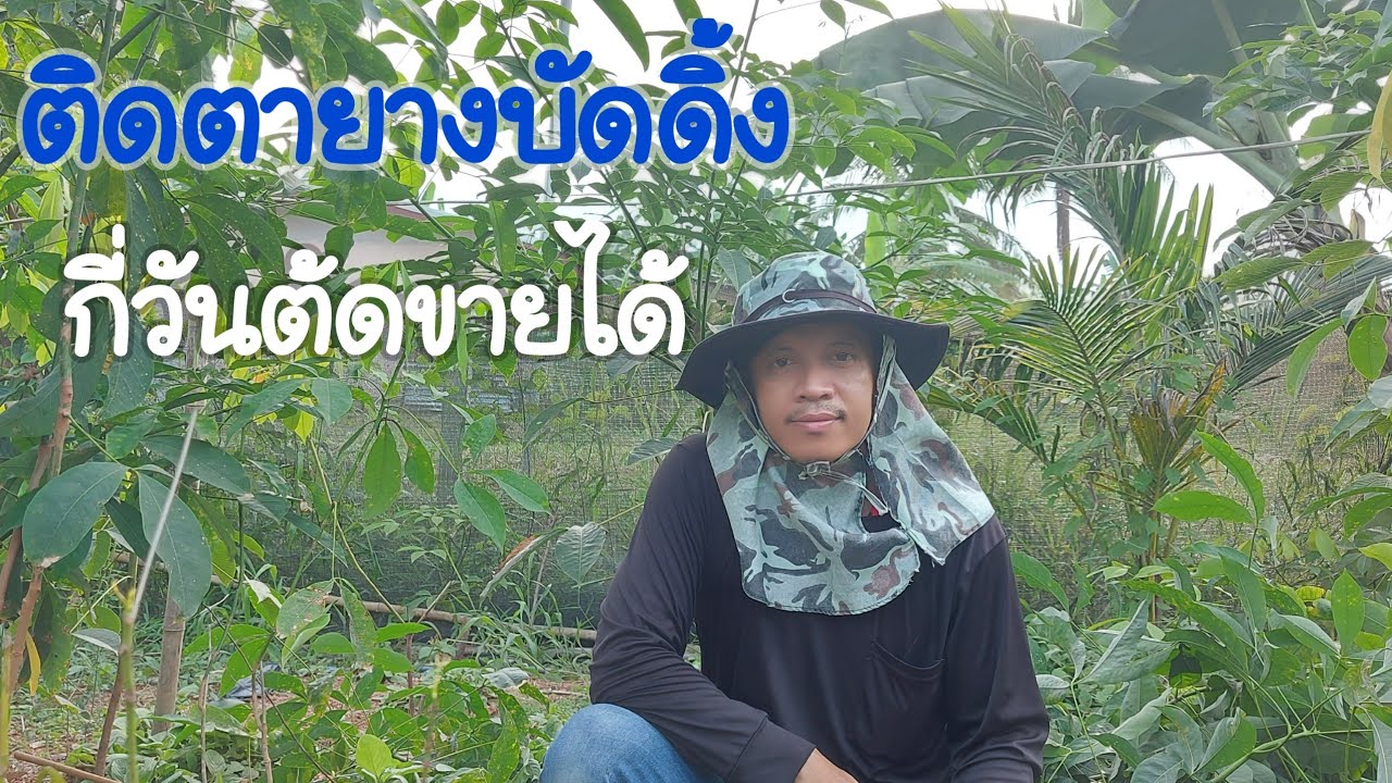 ติดตายางบัดดิ้งกี่วันตัดขายได้..? | DEAW CHANNEL