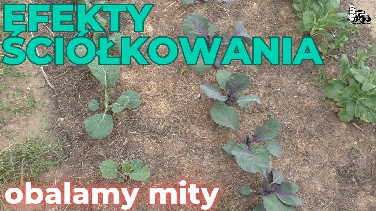 Efekty ściółkowania. Rozwiewamy mity.