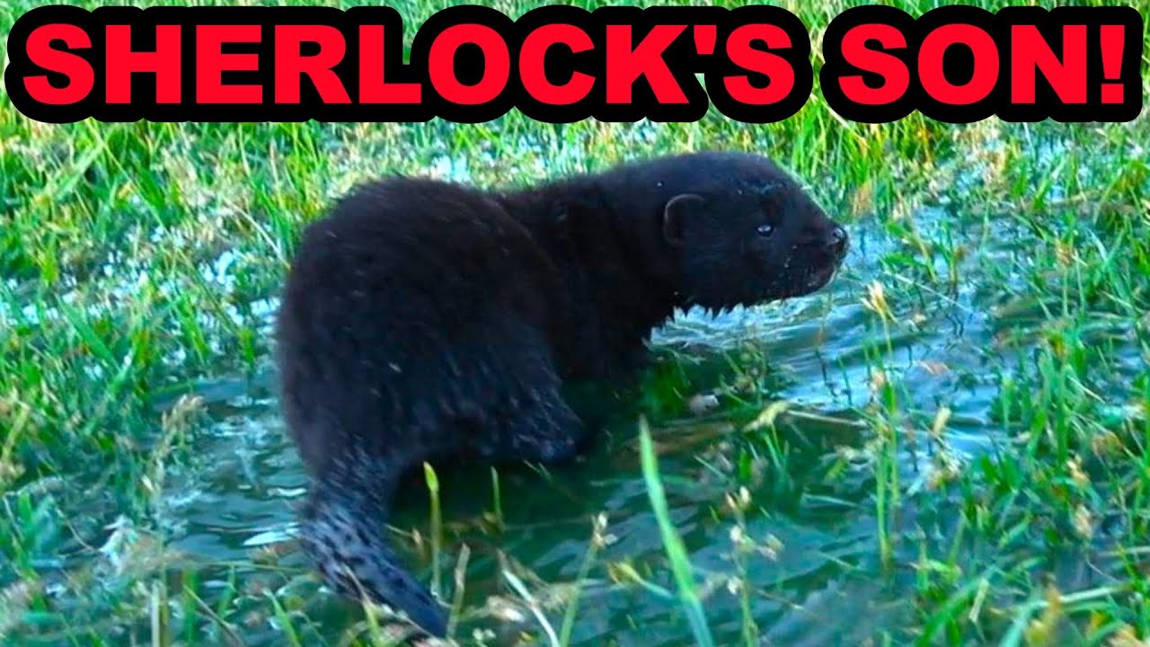 Sherlock and Savage the Mink Have a Litter!