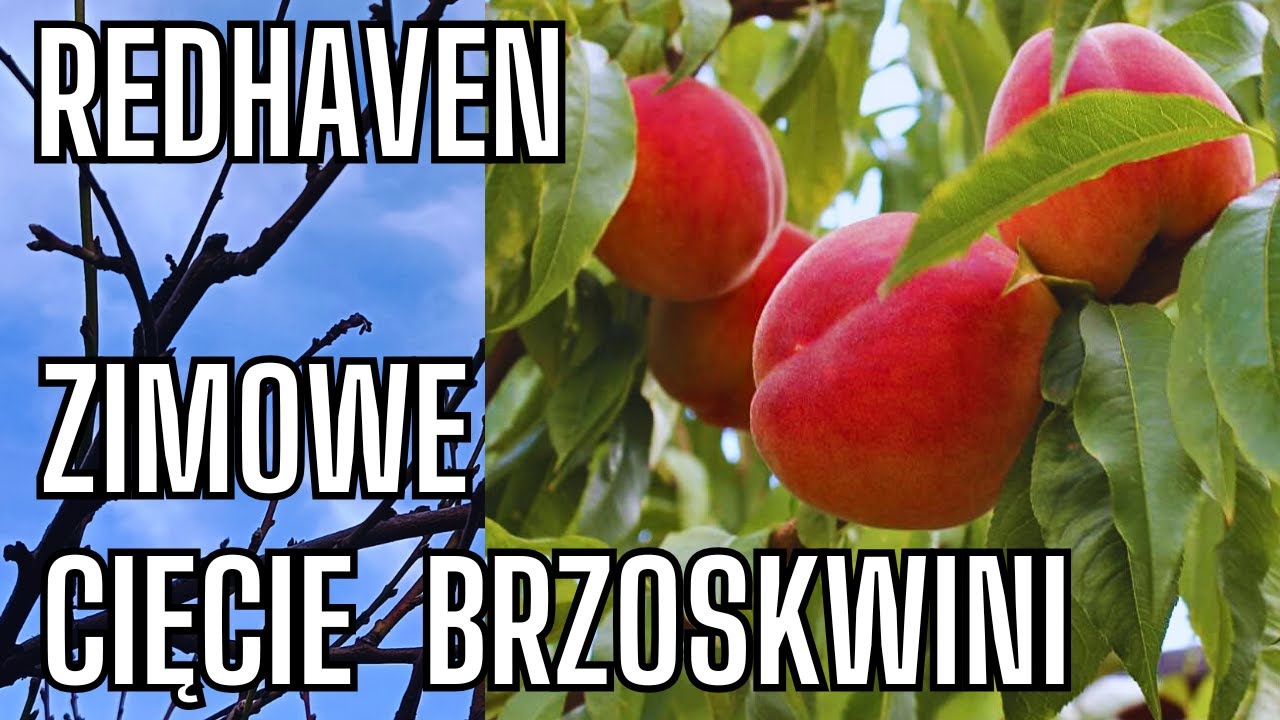 Cięcie Brzoskwini Sposób Na Olbrzymie Owoce.