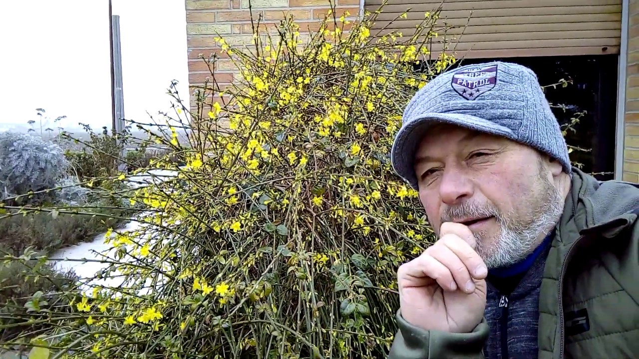 Bouturer le Buddleia (arbre a papillons )