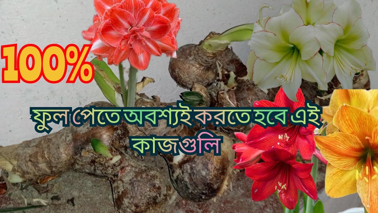 এমেরেলাস লিলি গাছের পরিচর্যা/How to care lily plant #amaryllis lily care#Samar bulb
