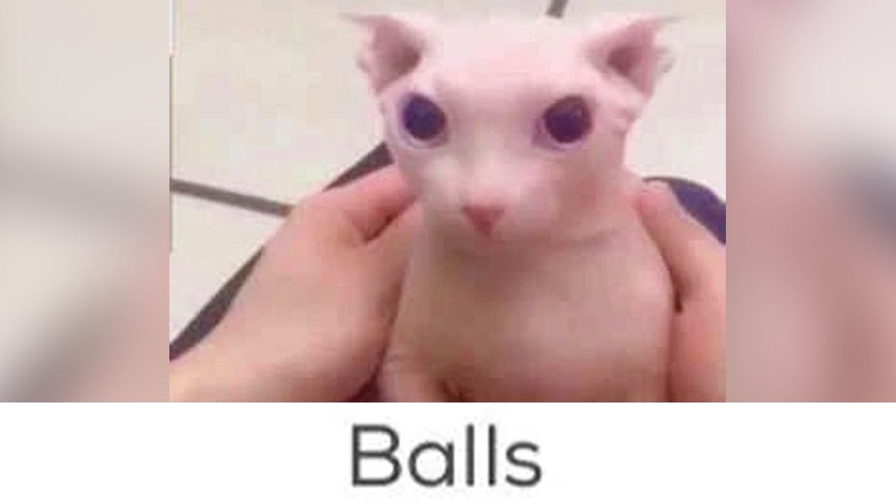 Idiots Laugh At CURSED Pet Names