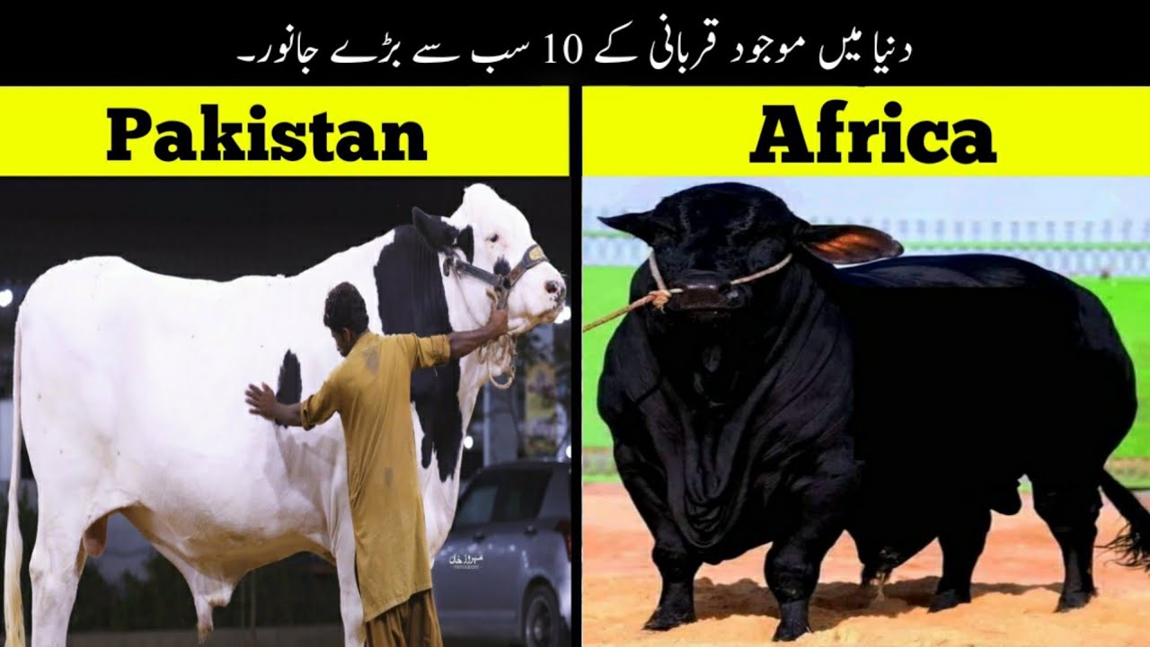 10 Biggest Bulls For Qurbani 2022 | Haider Tv
