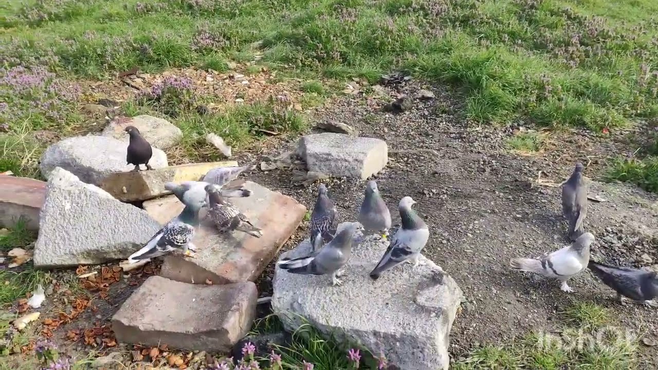 #automobile #pigeon 🕊️VAY BE KİMSE ÇEKİLİŞ E KATILMAK Mİ İSTEMİYOR BU NE BÖYLE ABONE OLAN YOK😱😱😱😱🕊️