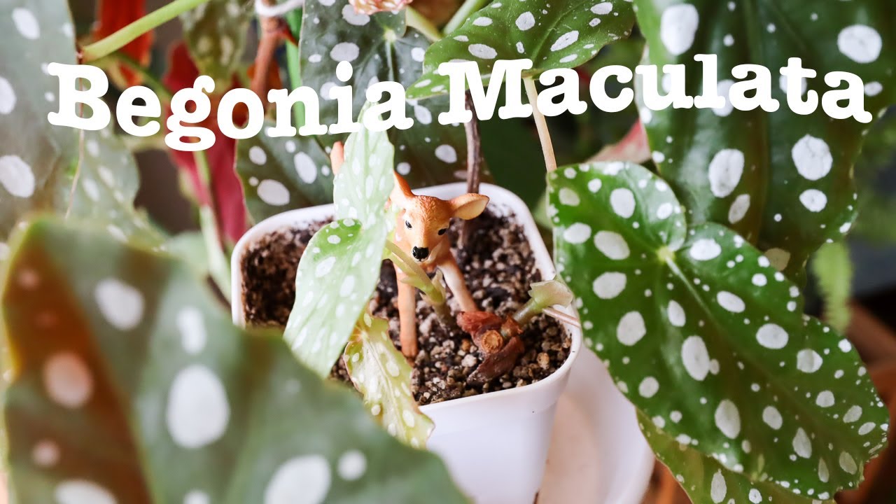 ベゴニア・マクラータの育て方・増やし方　挿し木で増やすコツ  How to propagate Begonia Maculata