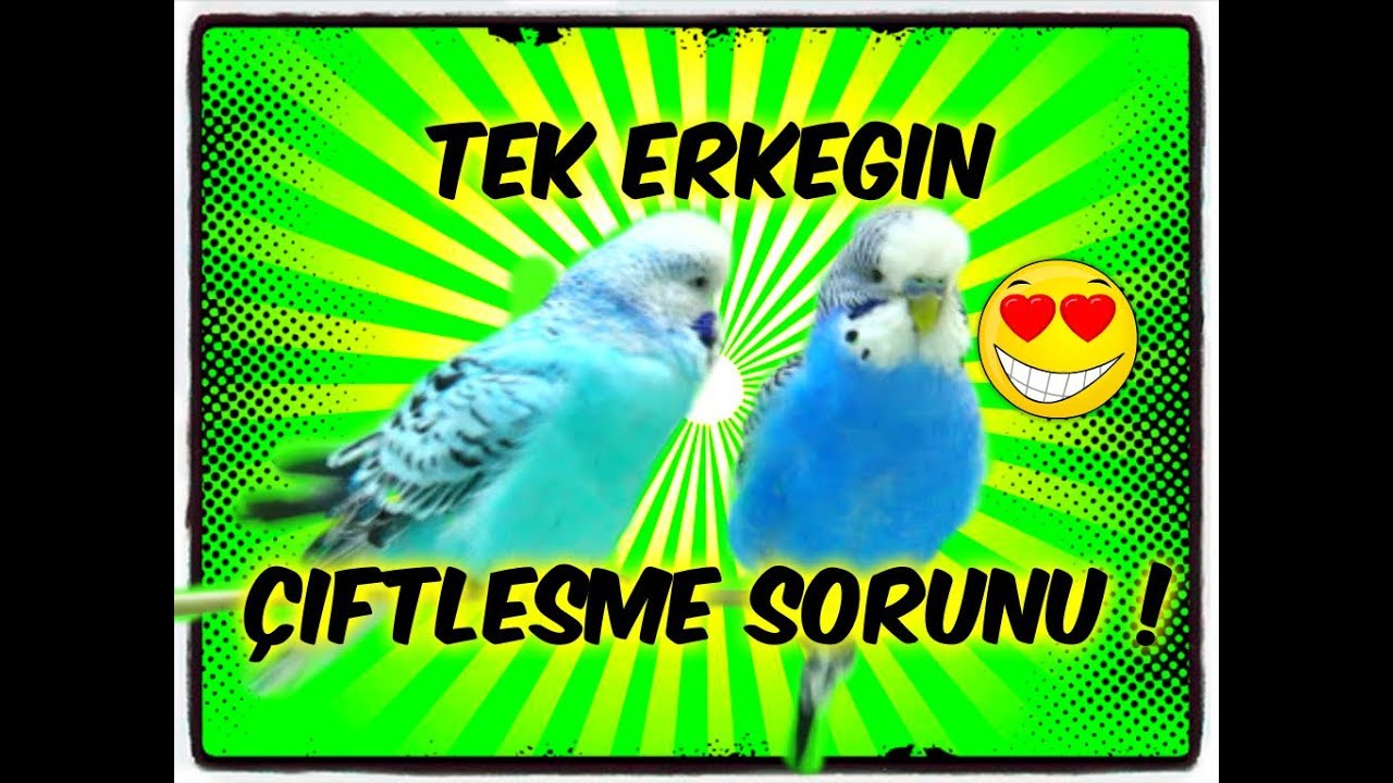 TEK BAKILAN ERKEK MUHABBET KUŞU EŞ TUTAR MI? ÇİFTLEŞİR Mİ?