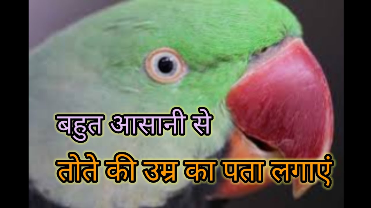 तोते की age का पता लगाएं।#parrotlover #pahaditota #parrotinformation #parrotindia