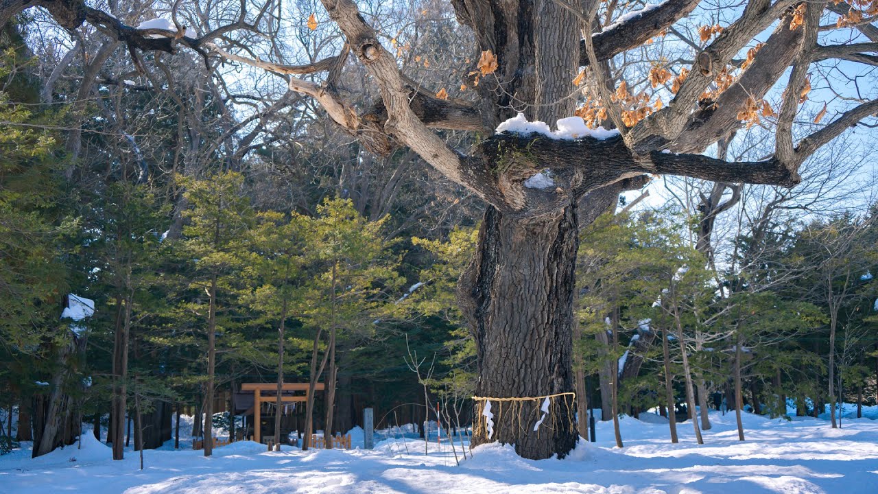 北海道之旅｜札幌北海道神宮、 圓山公園玩雪好去處 !