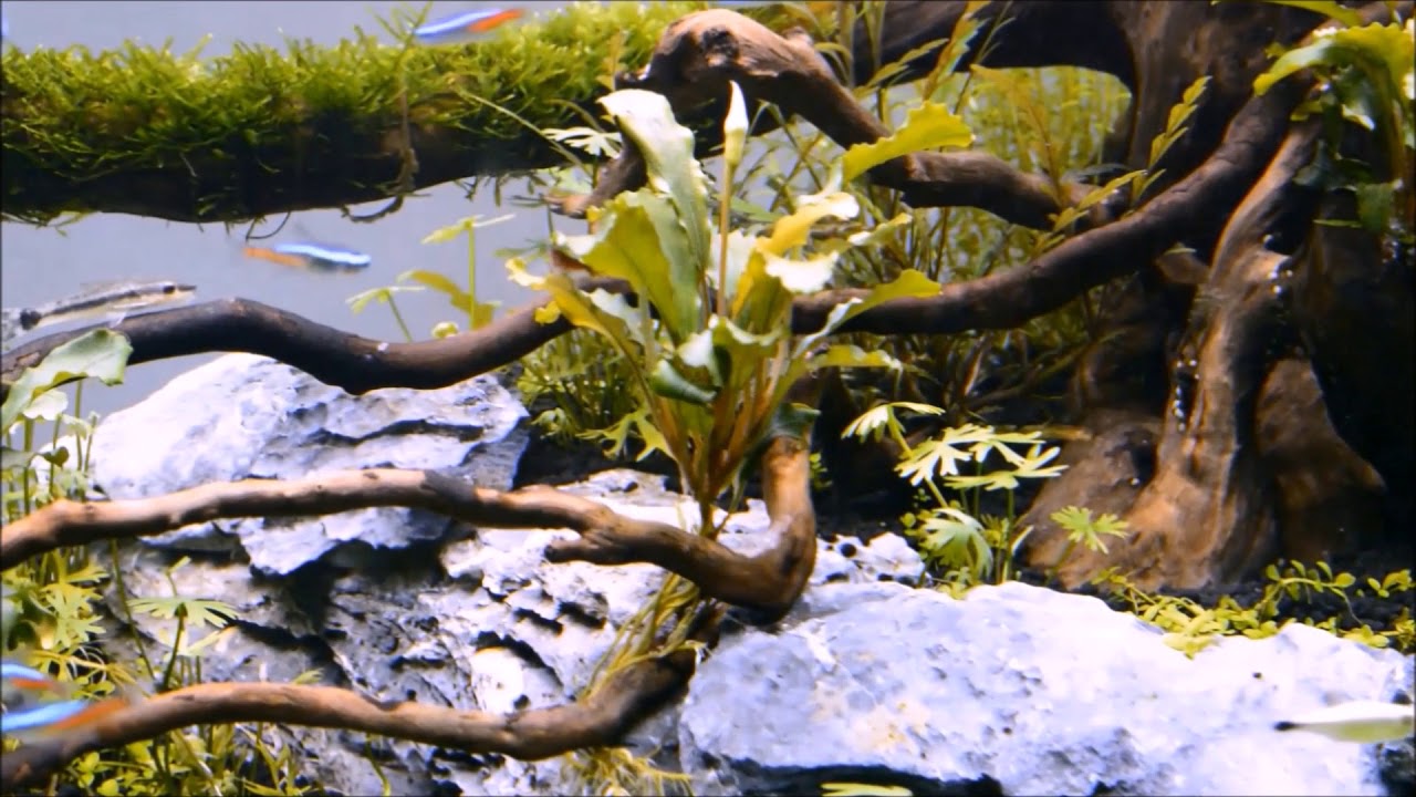 Tropica 90 days. Day 10 - 17 . / start akwarium.
