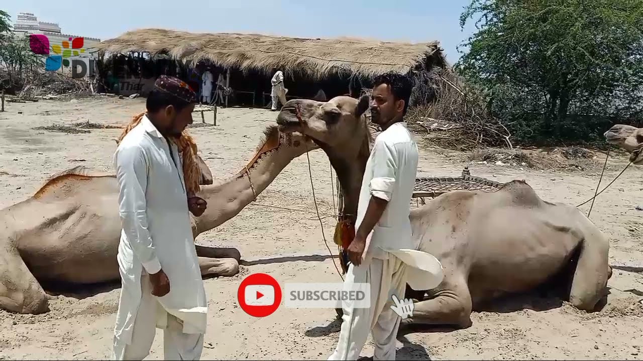 Camel feeling better at camel market islamkot || Camel market tharparkar || Desert camel