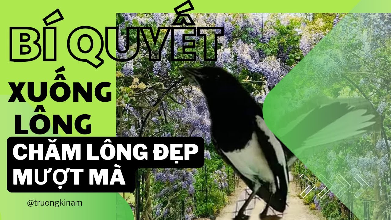 Chăm Sóc Chòe Than Xuống Lông Đúng Cách: Bí Quyết Từ Người Nuôi Kinh Nghiệm
