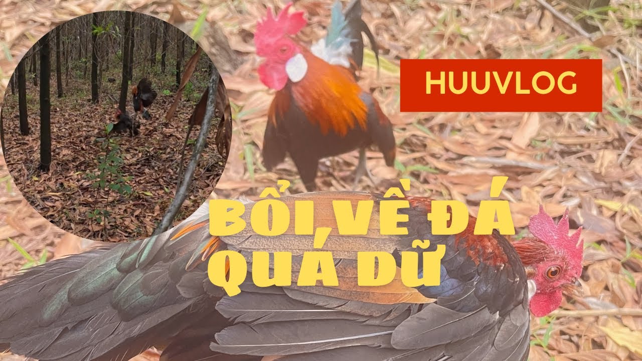 Bẫy gà rừng sáng sớm, bổi về đá rất sung | #gàrừng #gàrừngrặc #gàrừngtaitrắng 